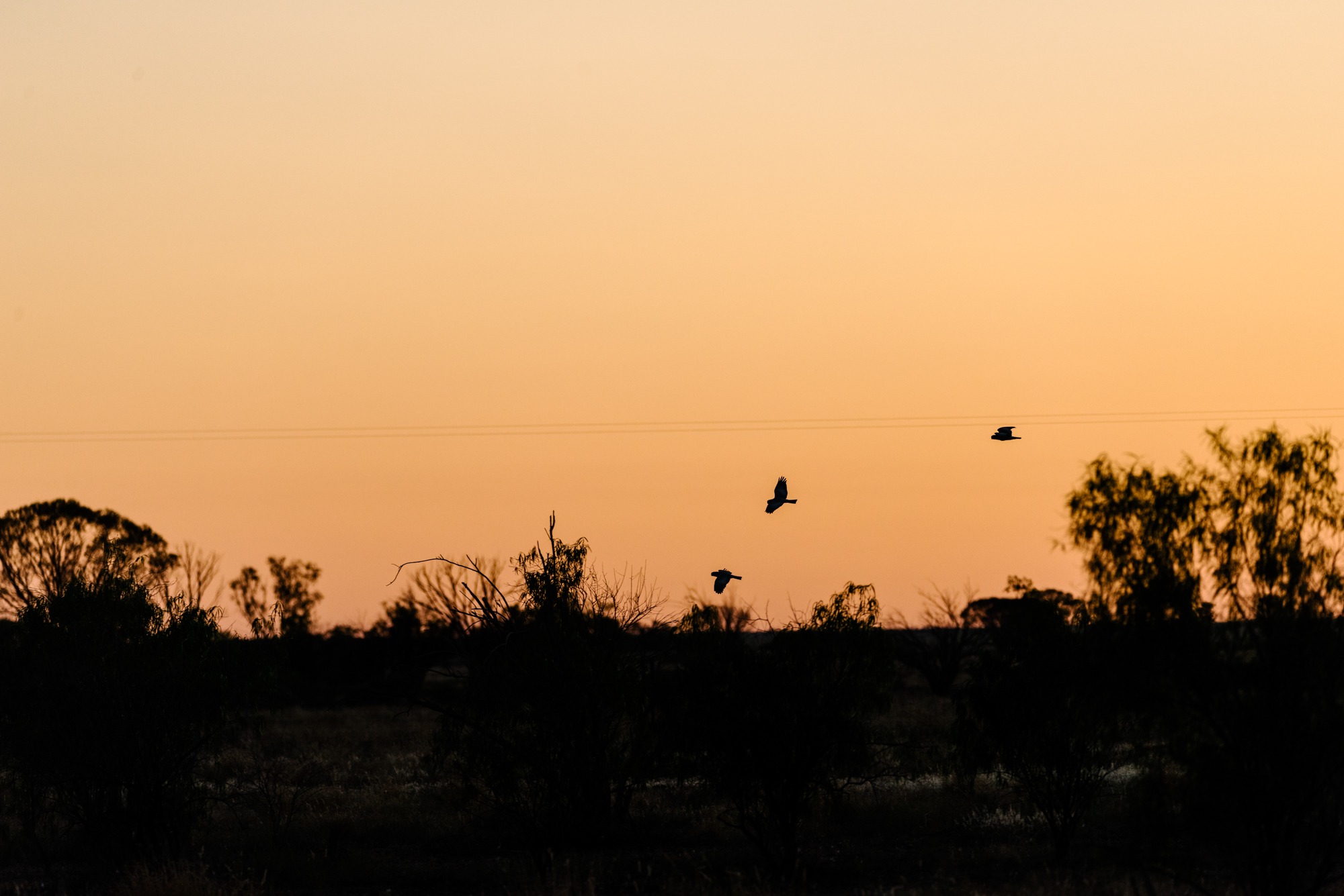 Mitchell Grass Plains at Sunset with Cockatoos flying.